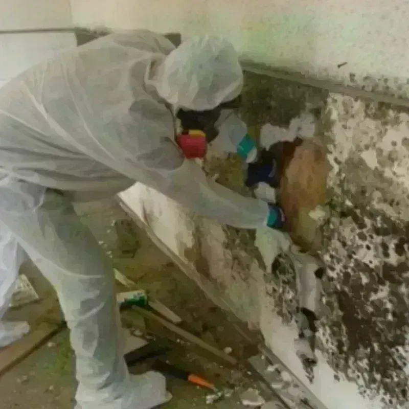 Mold Remediation and Removal in Groves, TX